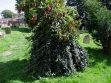 image of grave number 684774